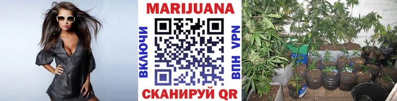 Канабис гибрид  Белозерск 